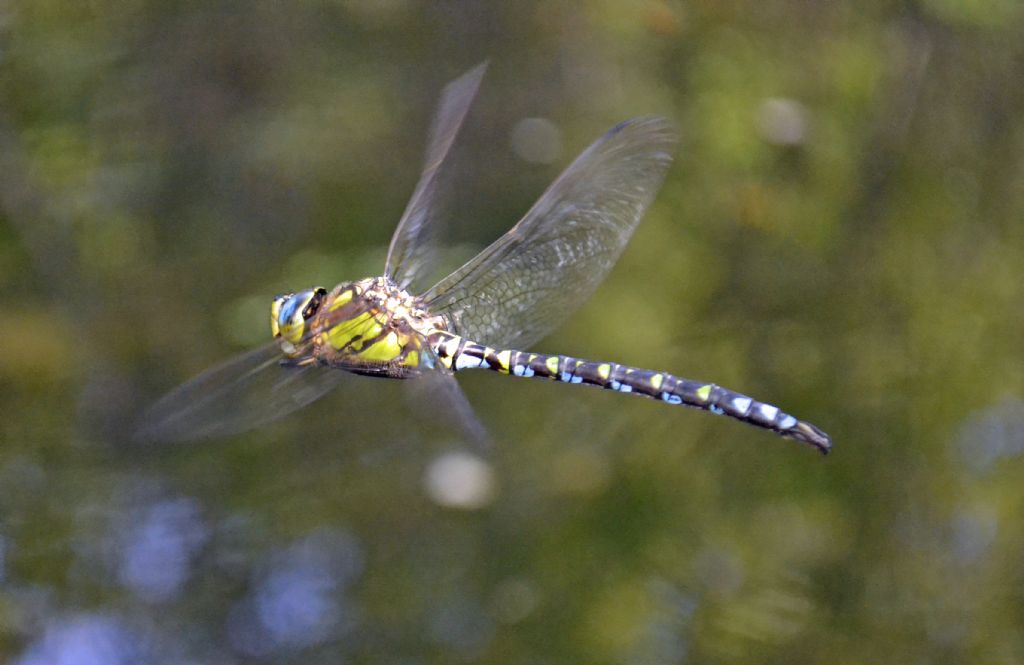 Libellula id.